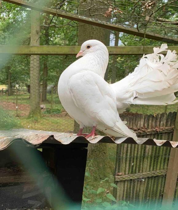 Maisonnette En Clairiere De Foret Gambais Buitenkant foto