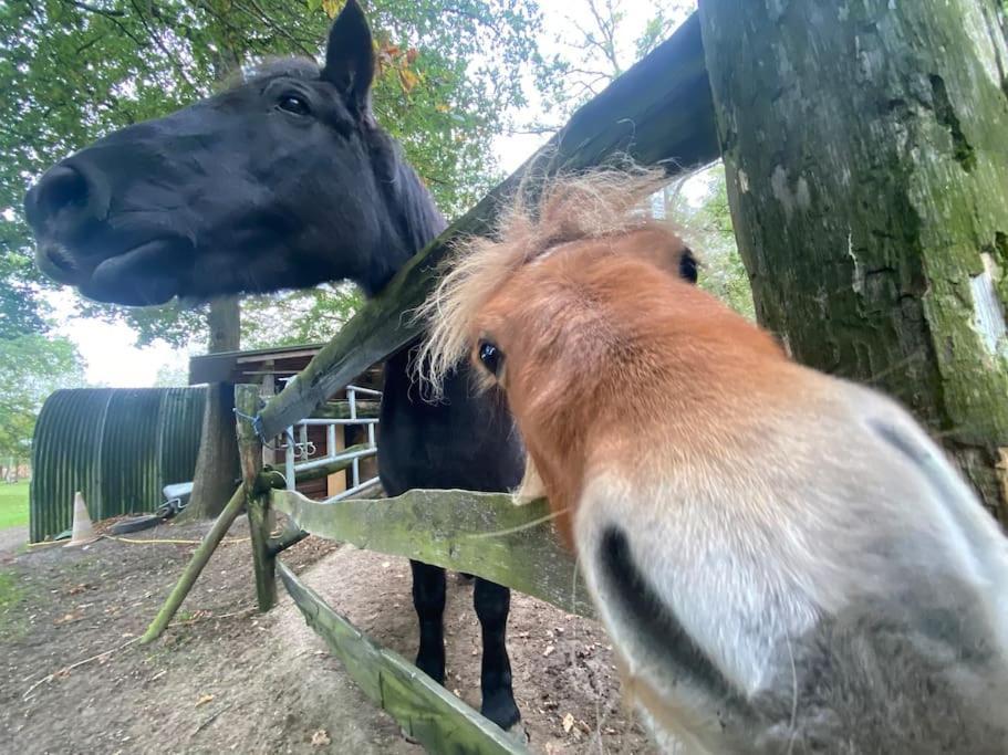 Maisonnette En Clairiere De Foret Gambais Buitenkant foto